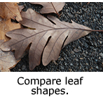 Compare leaf shapes