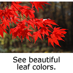 See leaf colors