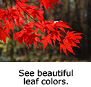 See leaf colors