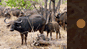 Buffalo Cow and Calf