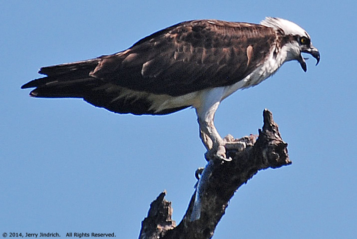 beg osprey