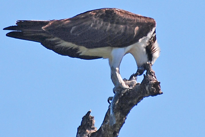 osprey uruguay