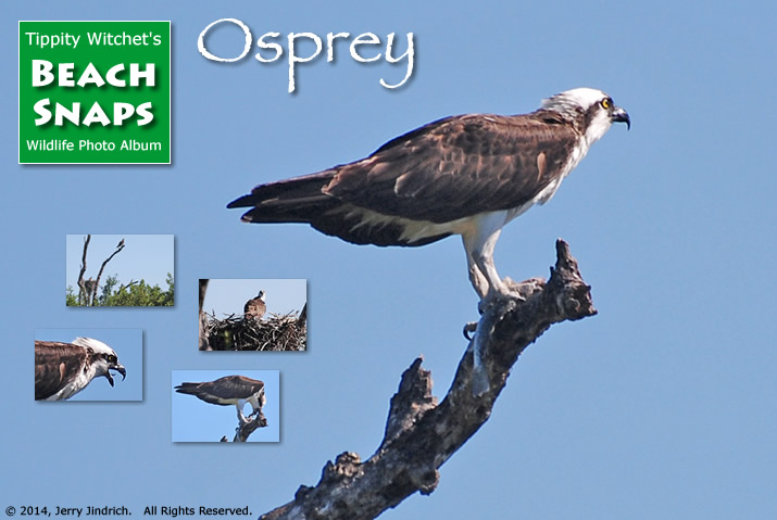 osprey login