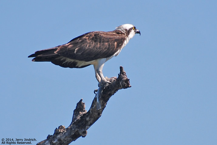 sea osprey