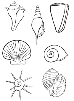 20+ New For Seashell Drawing | Barnes Family